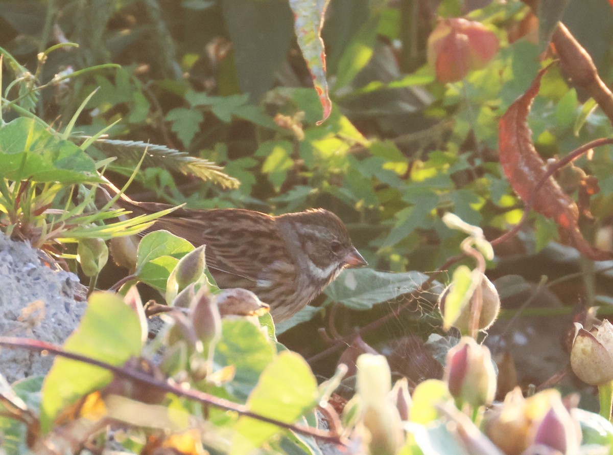 Black-faced Bunting - ML638538150