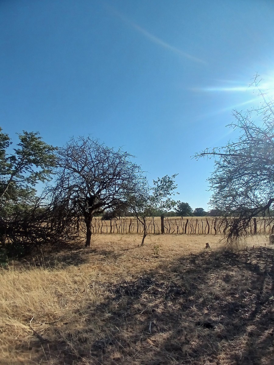 Violet-backed Starling - ML638538152