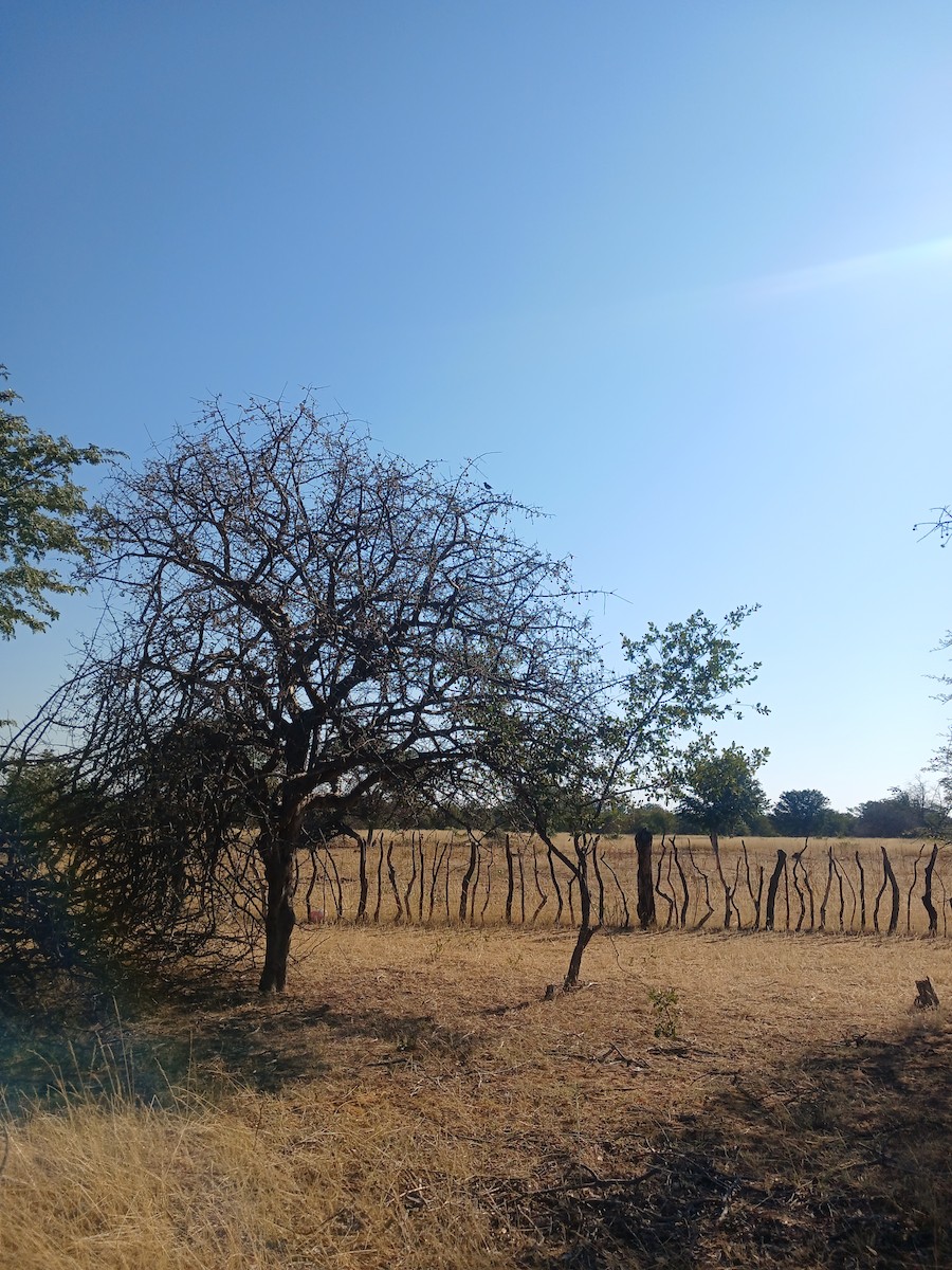 Violet-backed Starling - ML638538153