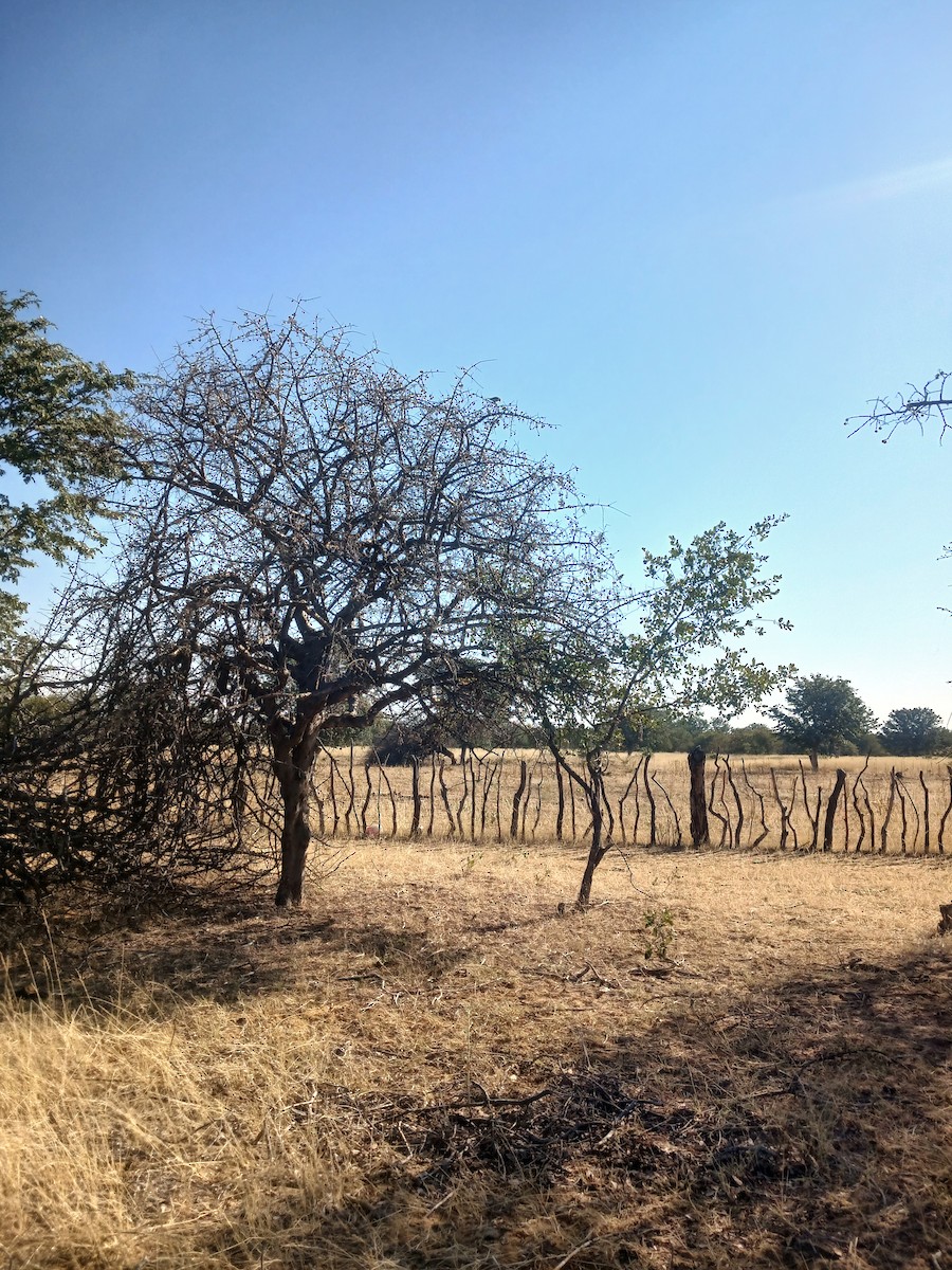 Violet-backed Starling - ML638538154