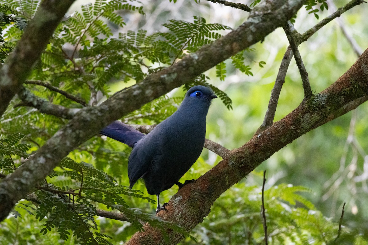 Blue Coua - ML638538160
