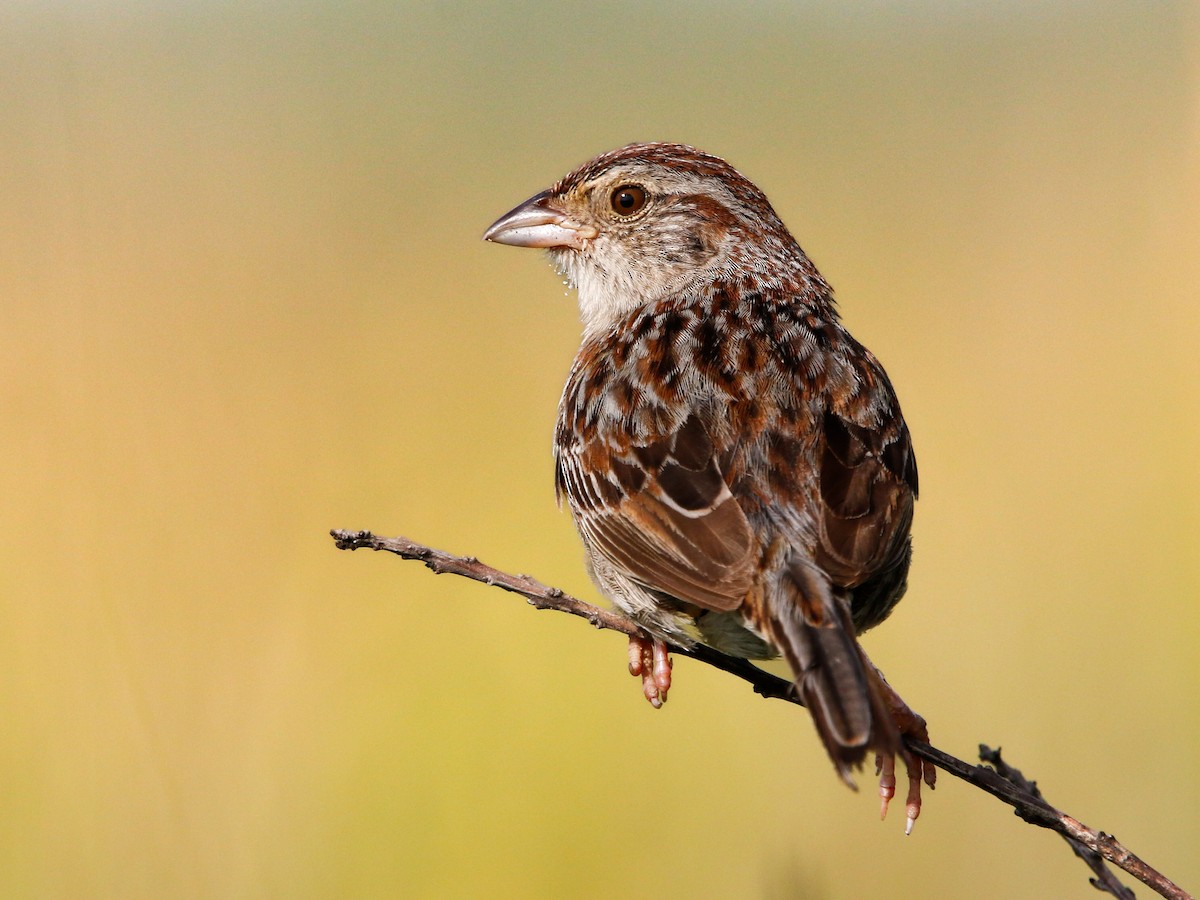 Bachman's Sparrow - ML638538162