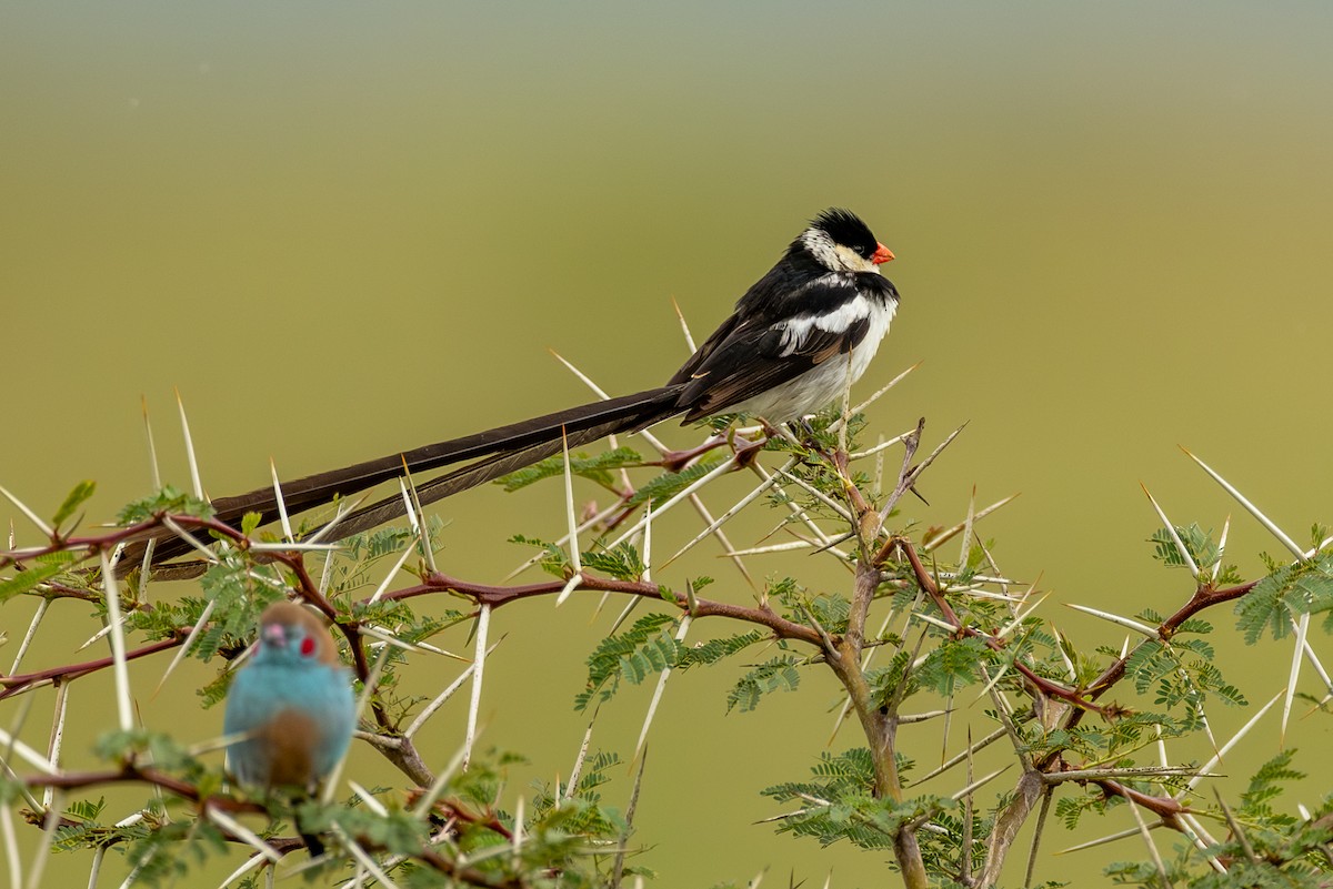Pin-tailed Whydah - ML638538167