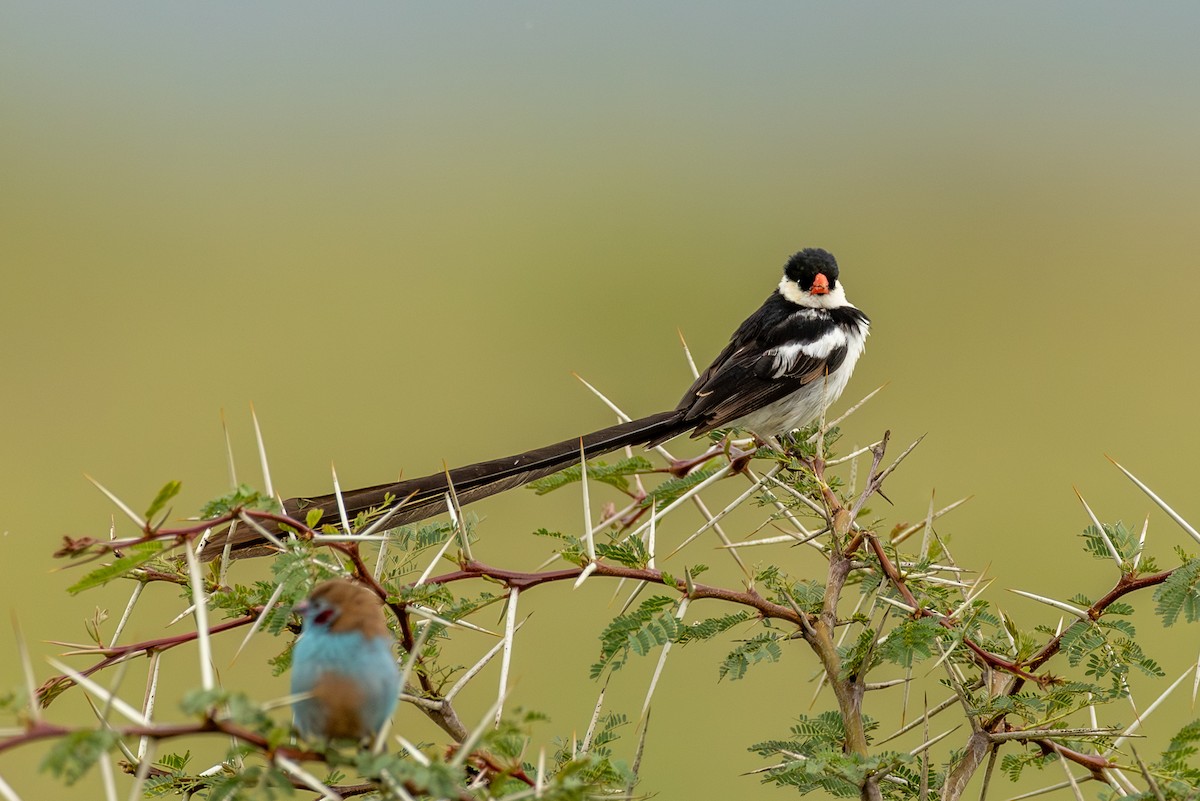 Pin-tailed Whydah - ML638538168
