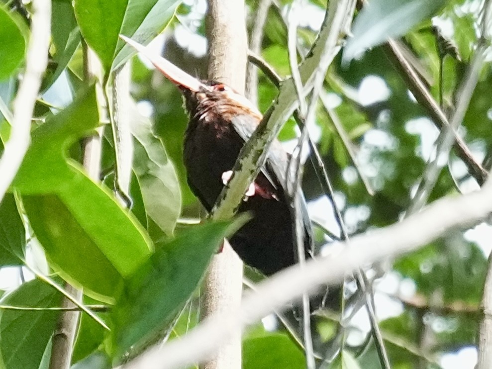 White-eared Jacamar - ML638538185