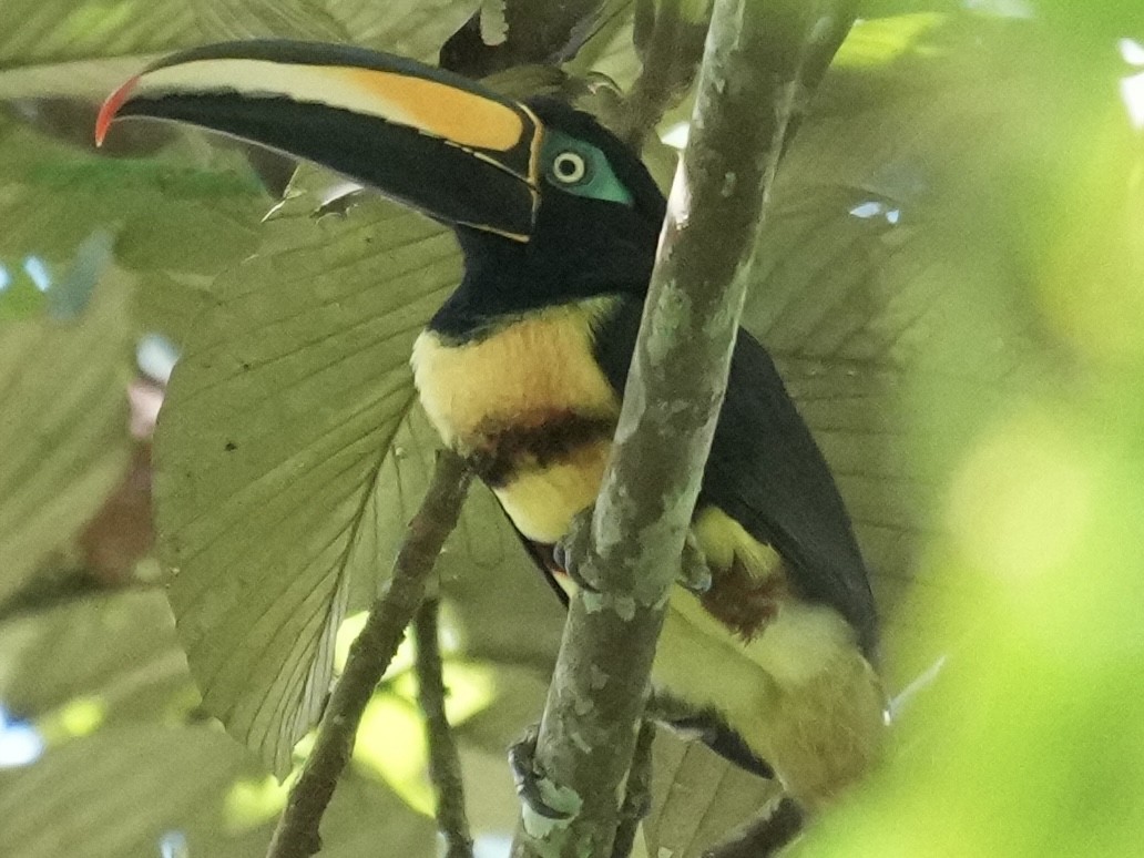 Many-banded Aracari - ML638538192