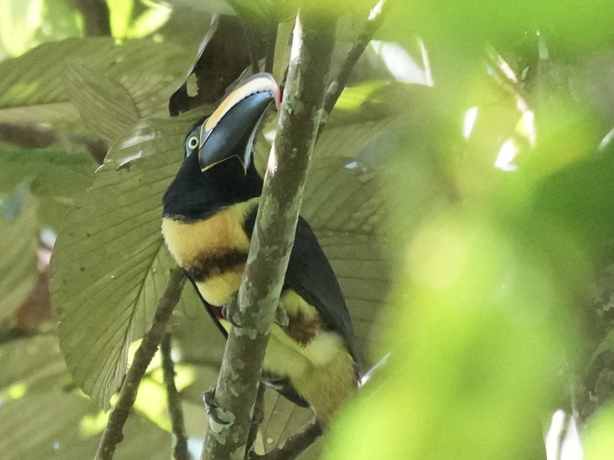 Many-banded Aracari - ML638538193
