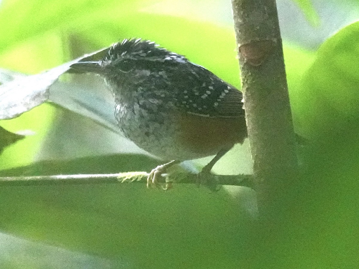 Peruvian Warbling-Antbird - ML638538200