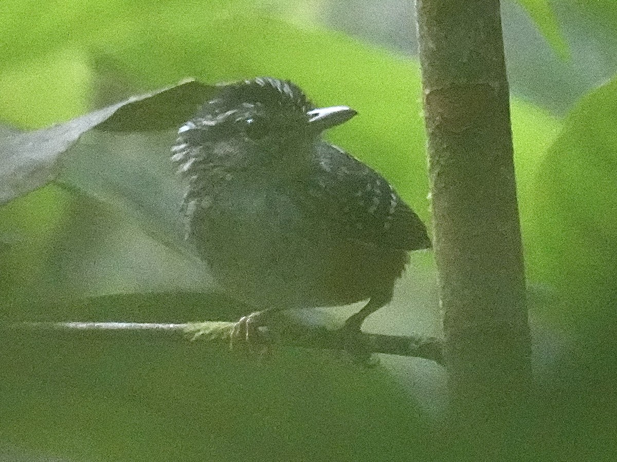 Peruvian Warbling-Antbird - ML638538201