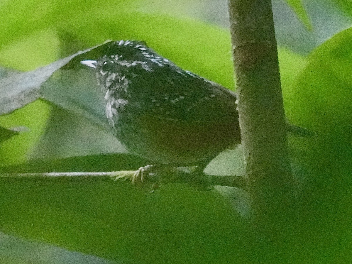 Peruvian Warbling-Antbird - ML638538202