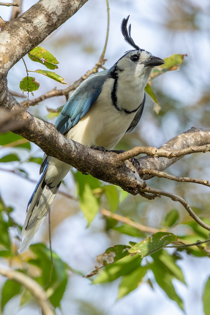 White-throated Magpie-Jay - ML638538203