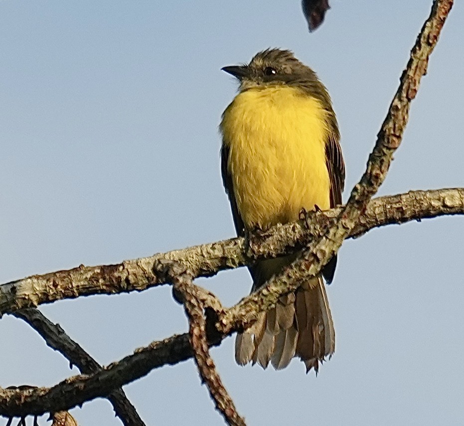Gray-capped Flycatcher - ML638538207