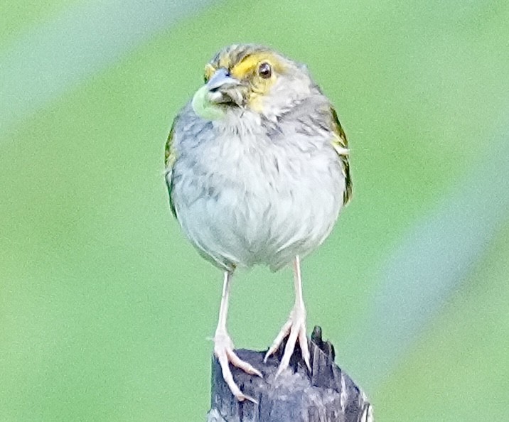 Yellow-browed Sparrow - ML638538210