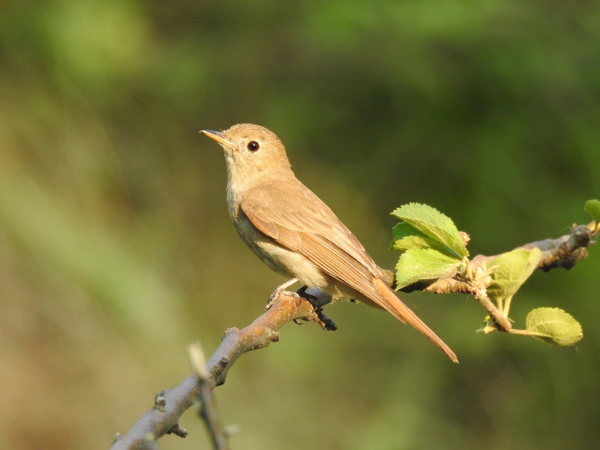 Rusty-tailed Flycatcher - ML638538214