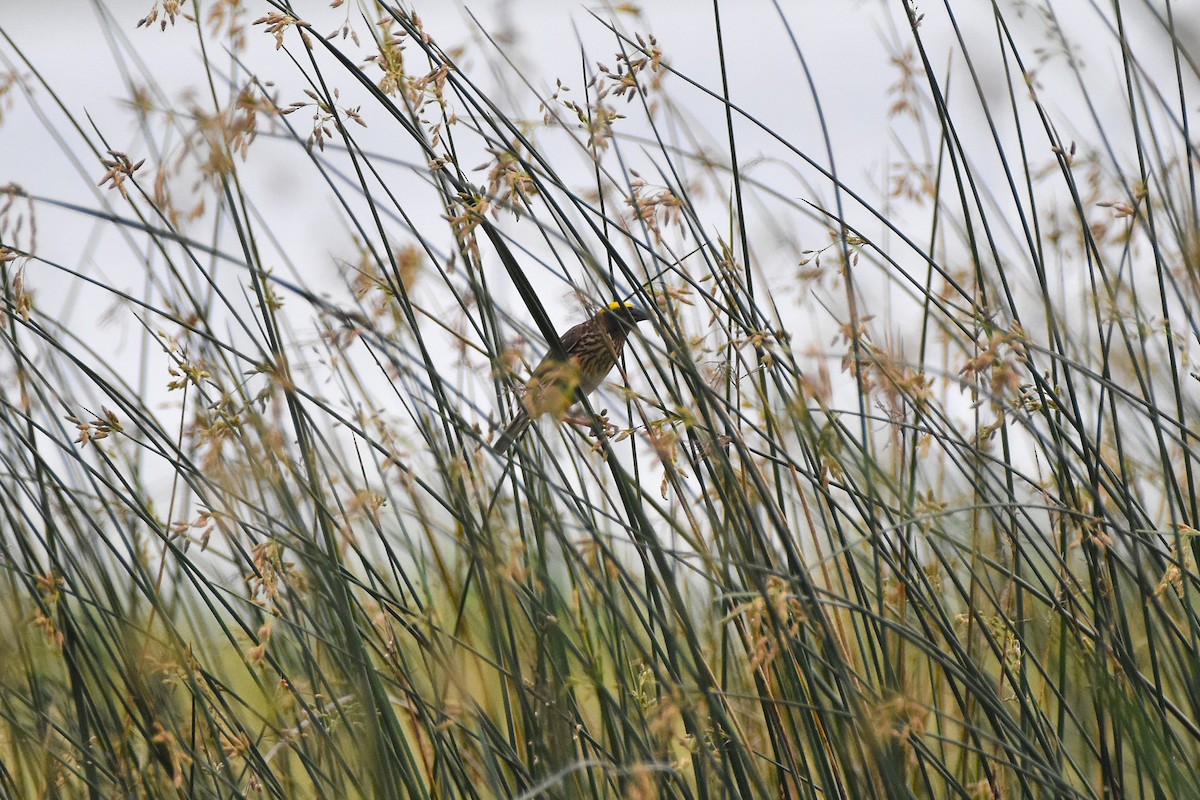 Streaked Weaver - ML638538229