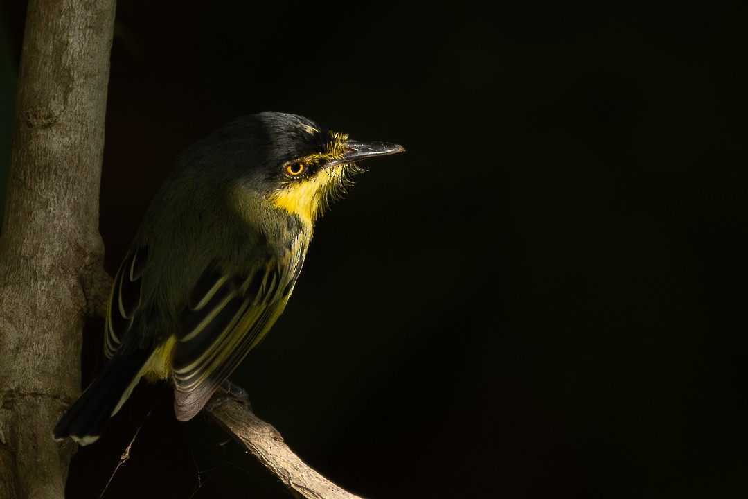 Common Tody-Flycatcher - ML638538292