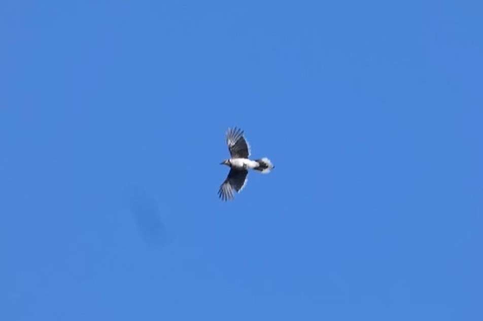 Blue Jay - ML638538293