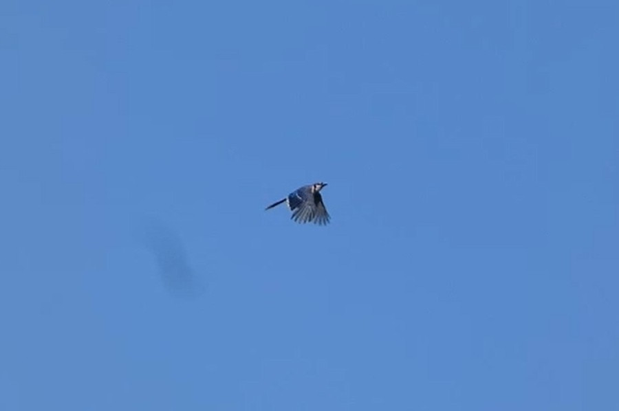 Blue Jay - ML638538295