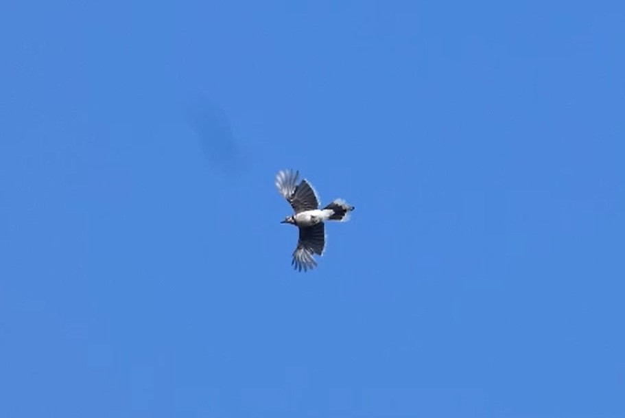 Blue Jay - ML638538296