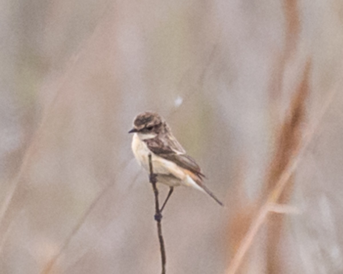 Amur Stonechat - ML638538297