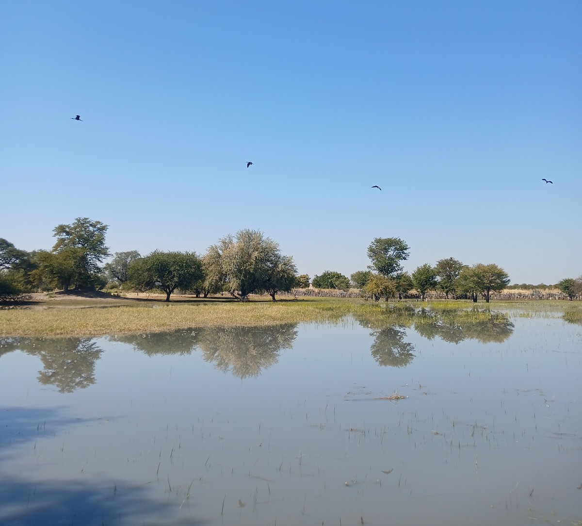 Glossy Ibis - ML638538329