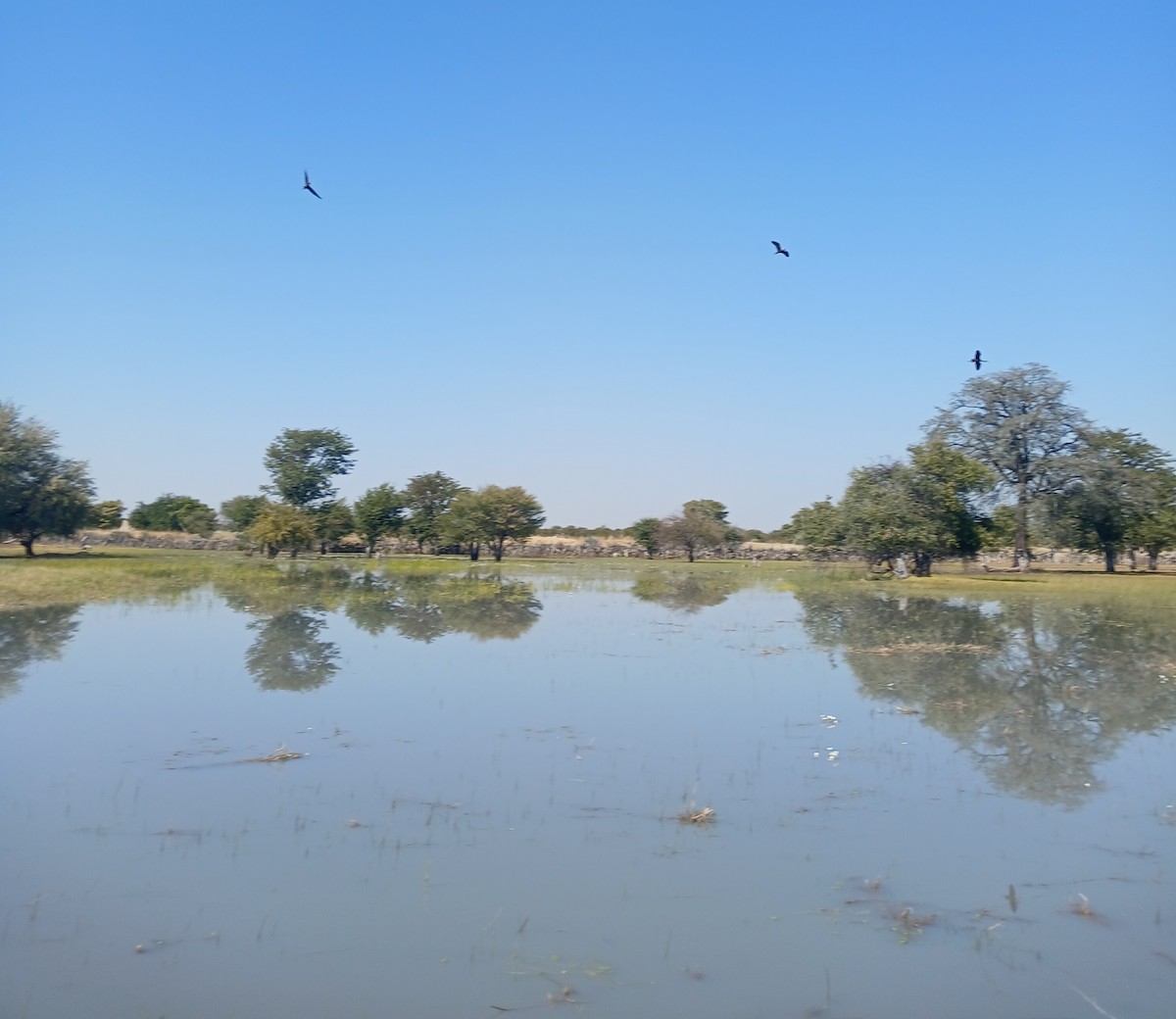 Glossy Ibis - ML638538330