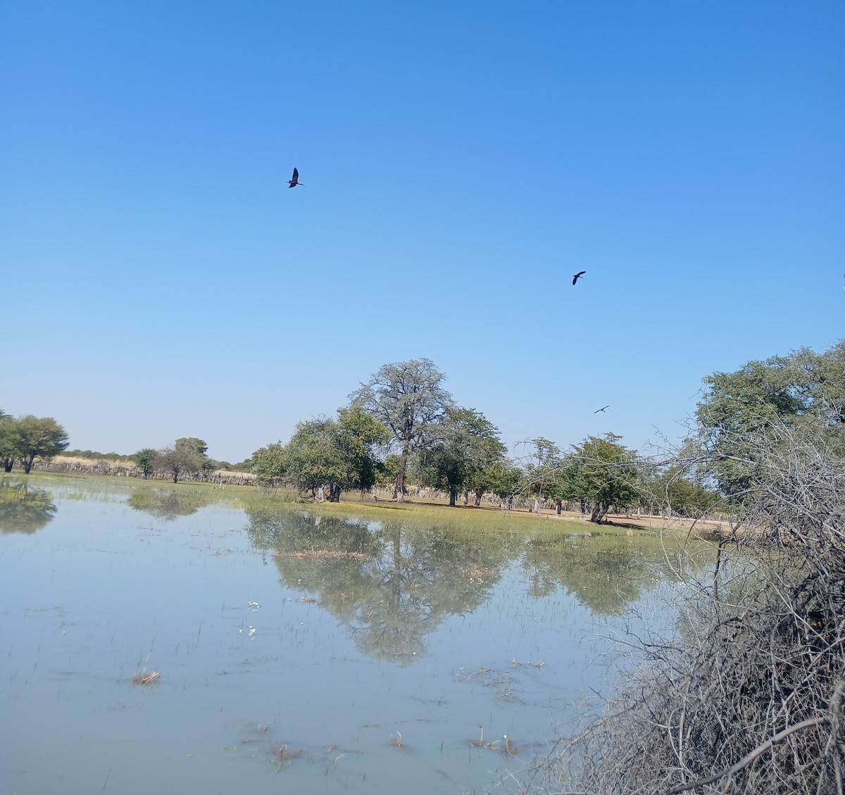 Glossy Ibis - ML638538331