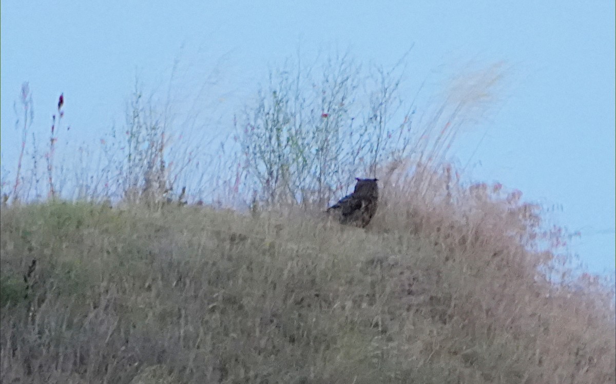 Eurasian Eagle-Owl - ML638538347