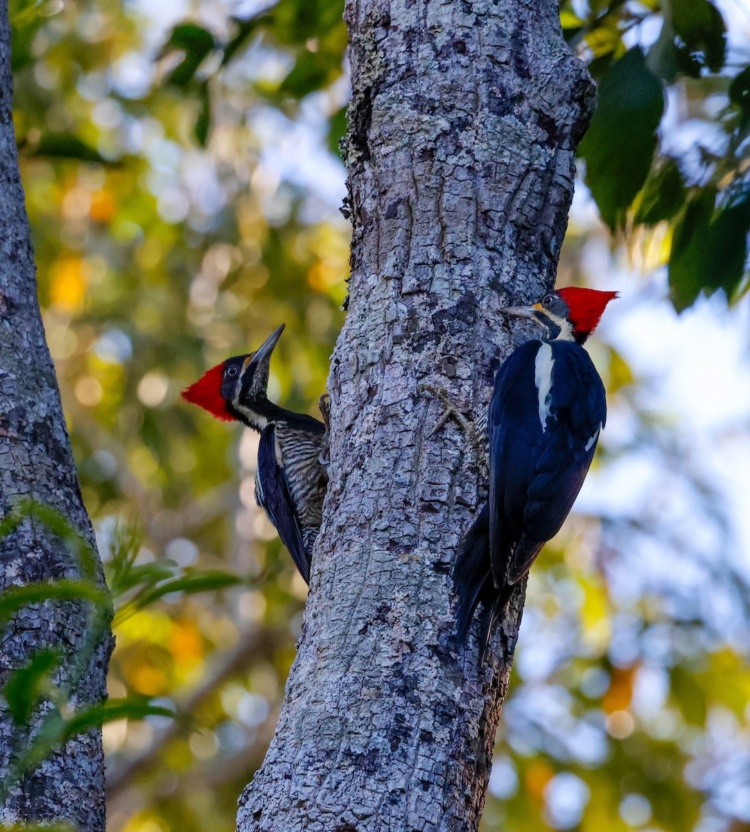 Lineated Woodpecker - ML638538364