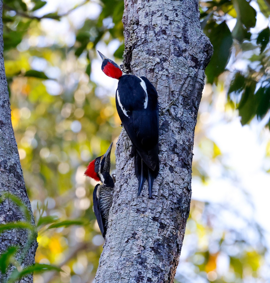 Lineated Woodpecker - ML638538369