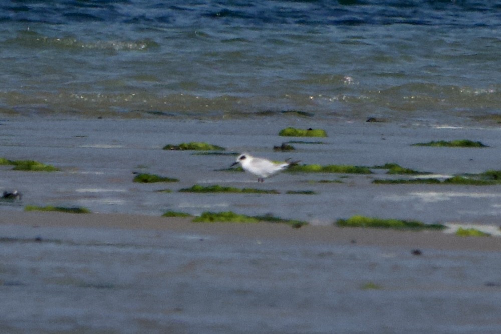Forster's Tern - ML638538396