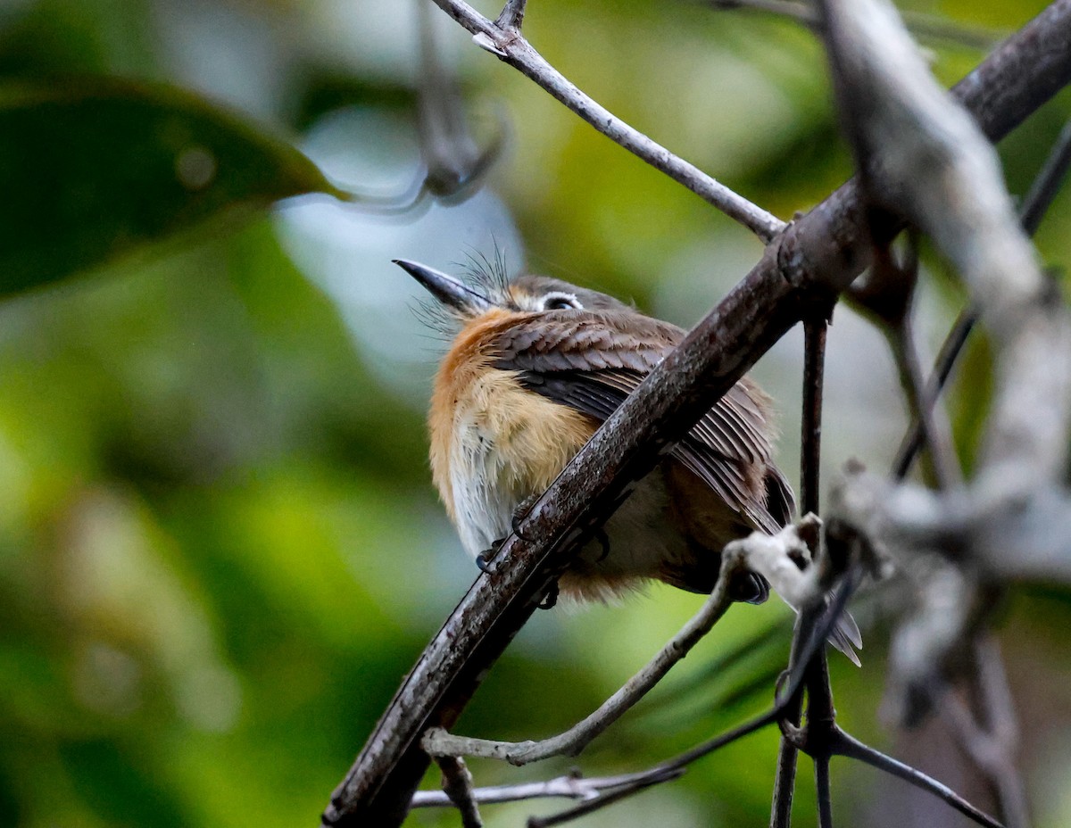 Rusty-breasted Nunlet - ML638538433