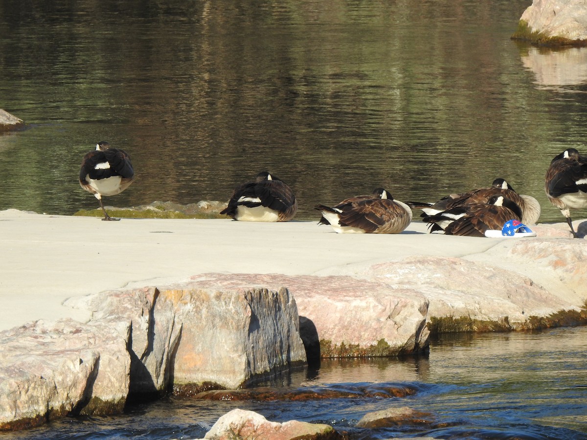 Canada Goose - ML638538460