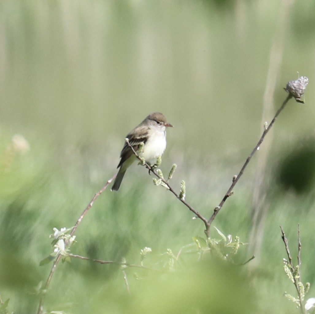 Willow Flycatcher - ML638538464