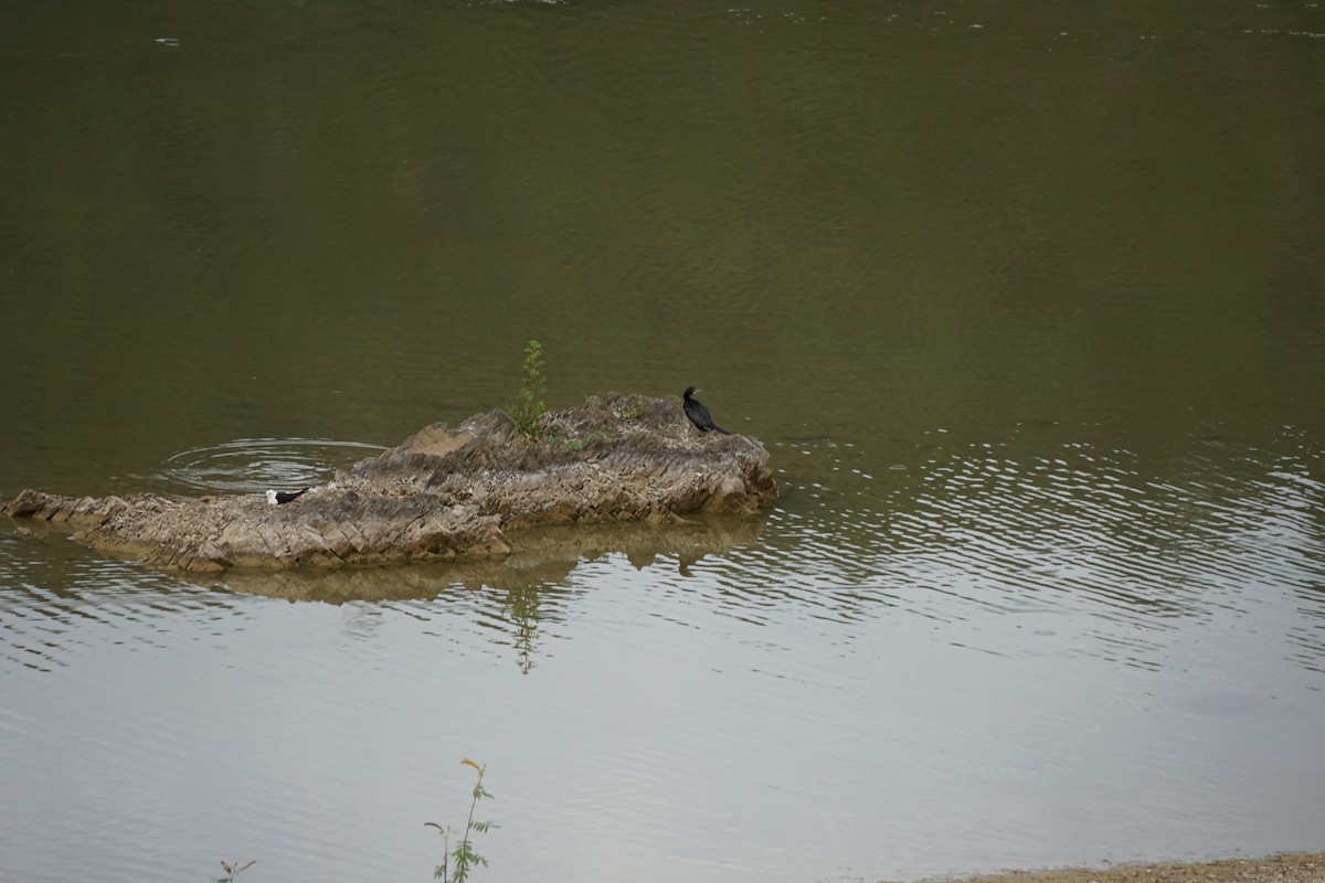 Little Cormorant - ML638538524