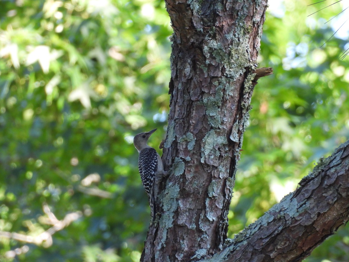 Red-bellied Woodpecker - ML638538543