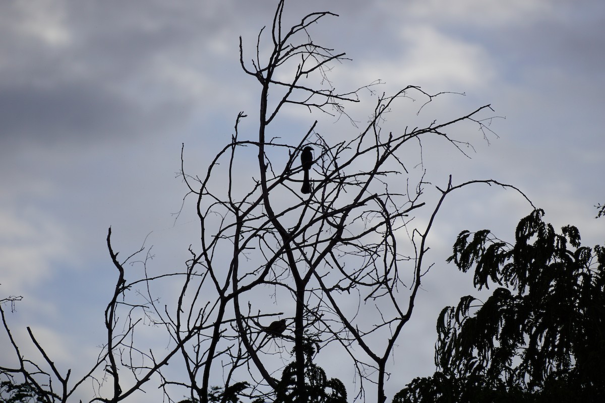 Racket-tailed Treepie - ML638538547