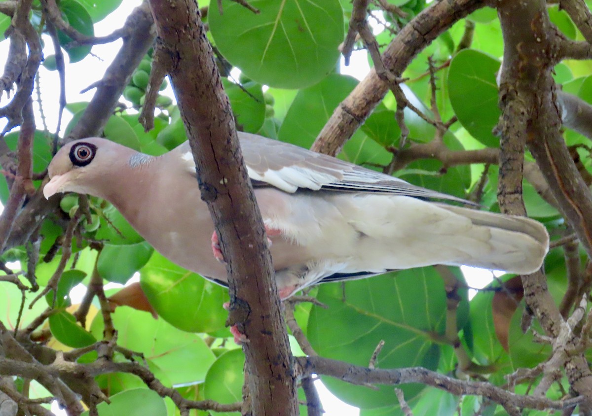Bare-eyed Pigeon - ML638538557