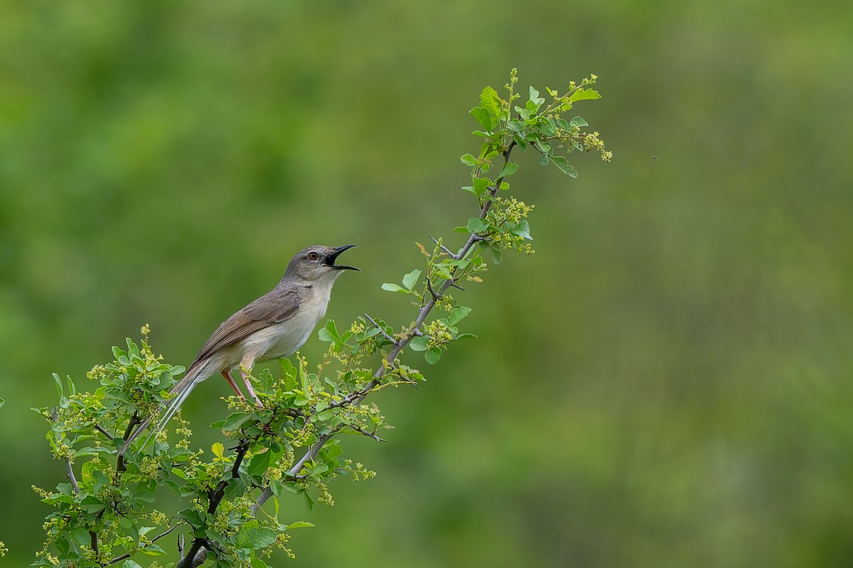 Jungle Prinia - ML638538560