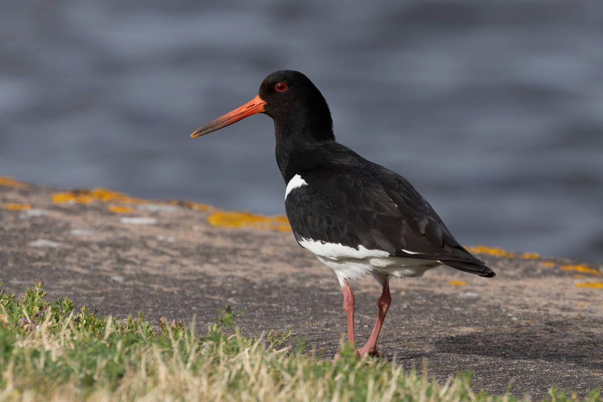 Eurasian Oystercatcher - ML638538561