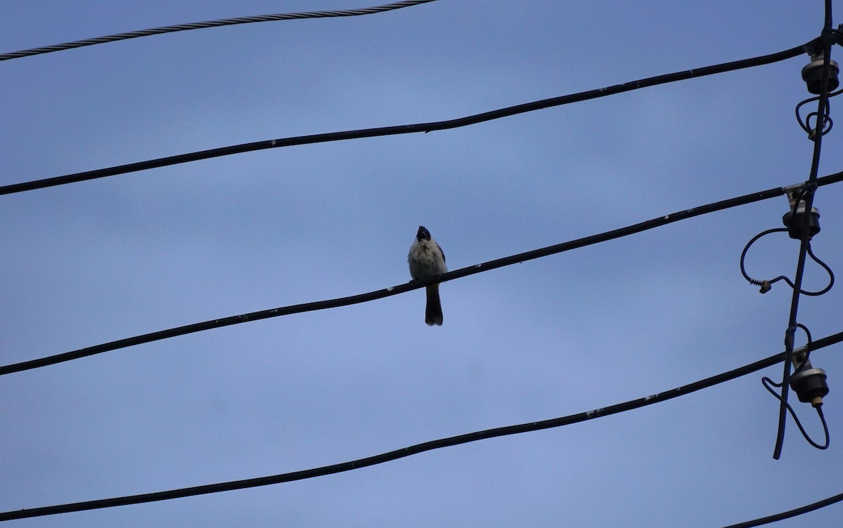 Sooty-headed Bulbul - ML638538566