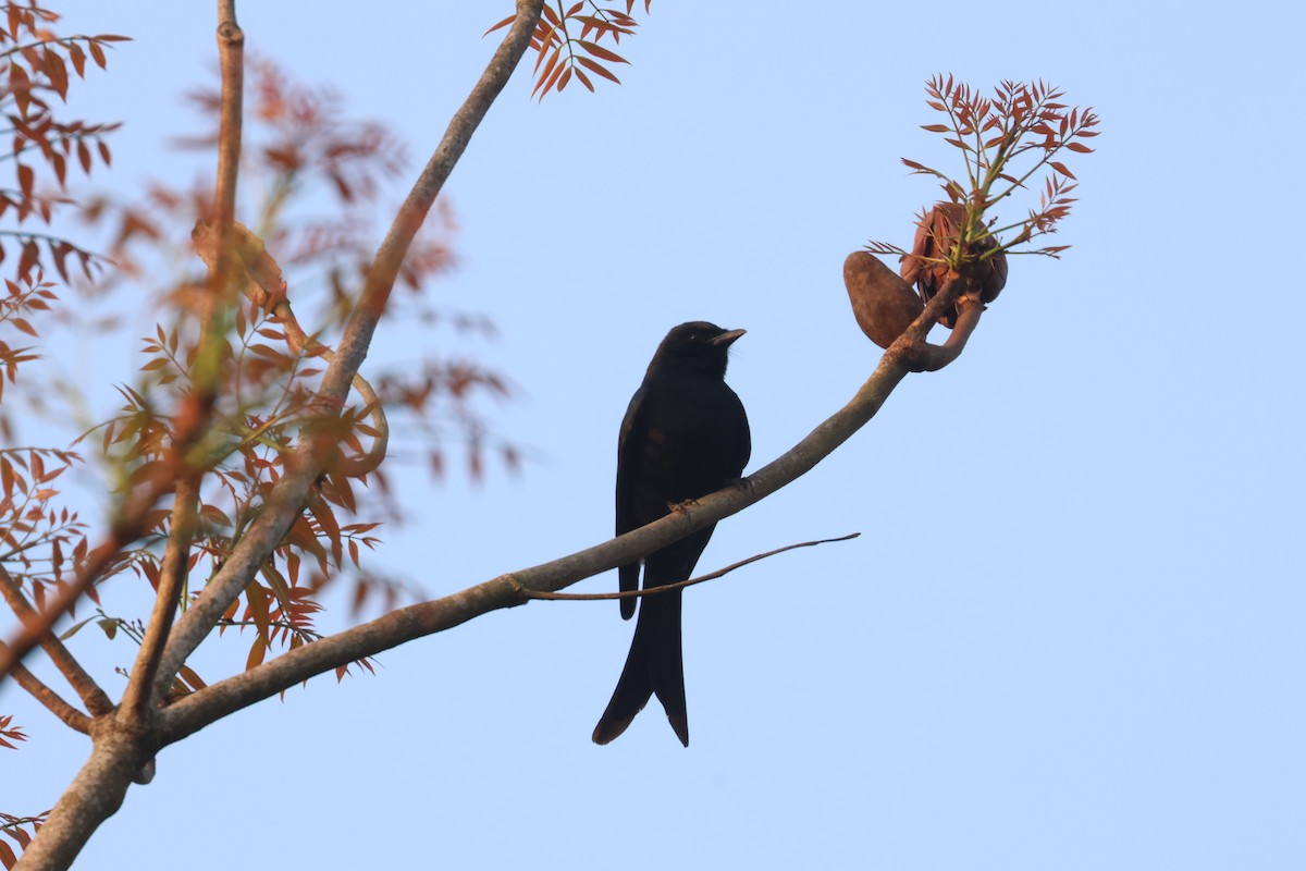 Bronzed Drongo - ML638538602