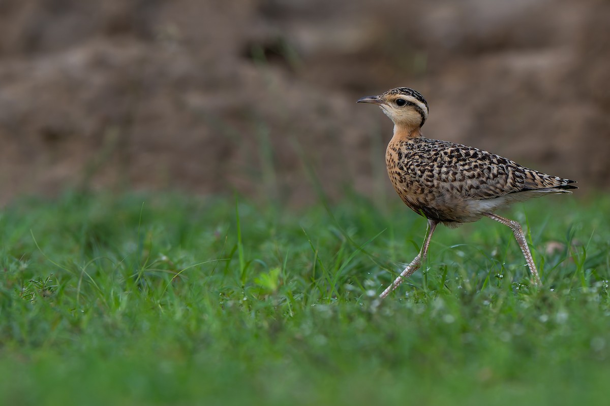 Indian Courser - ML638538610