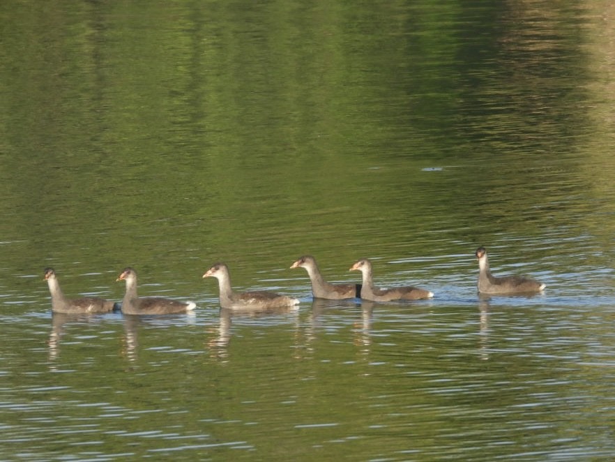 Common Gallinule - ML638538626
