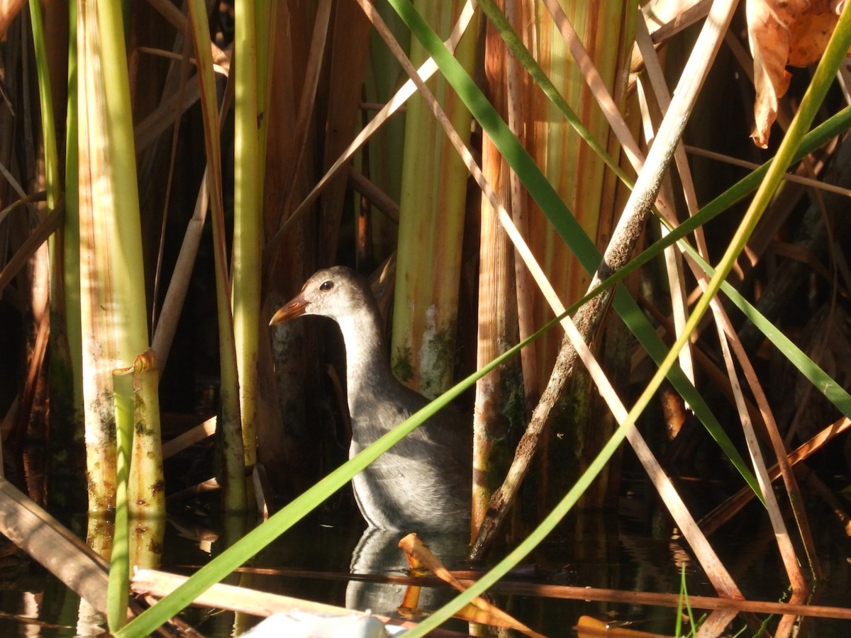 Common Gallinule - ML638538628
