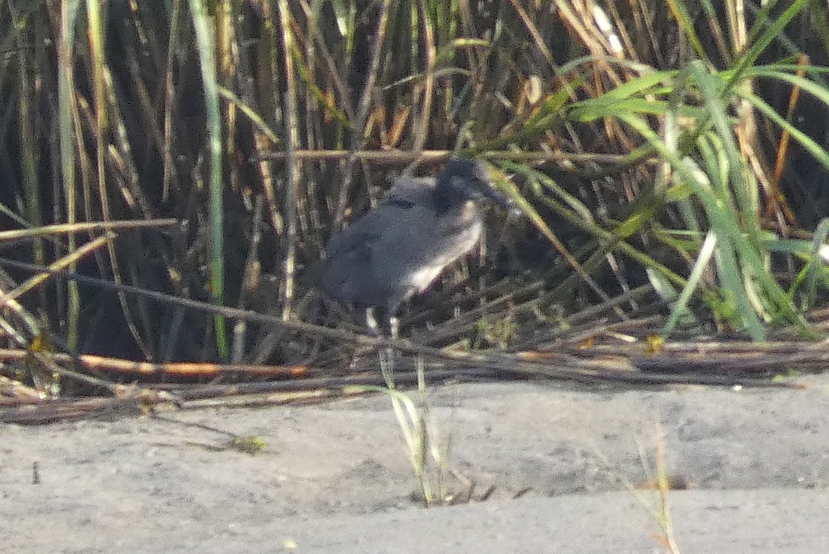 Clapper Rail - ML638538661