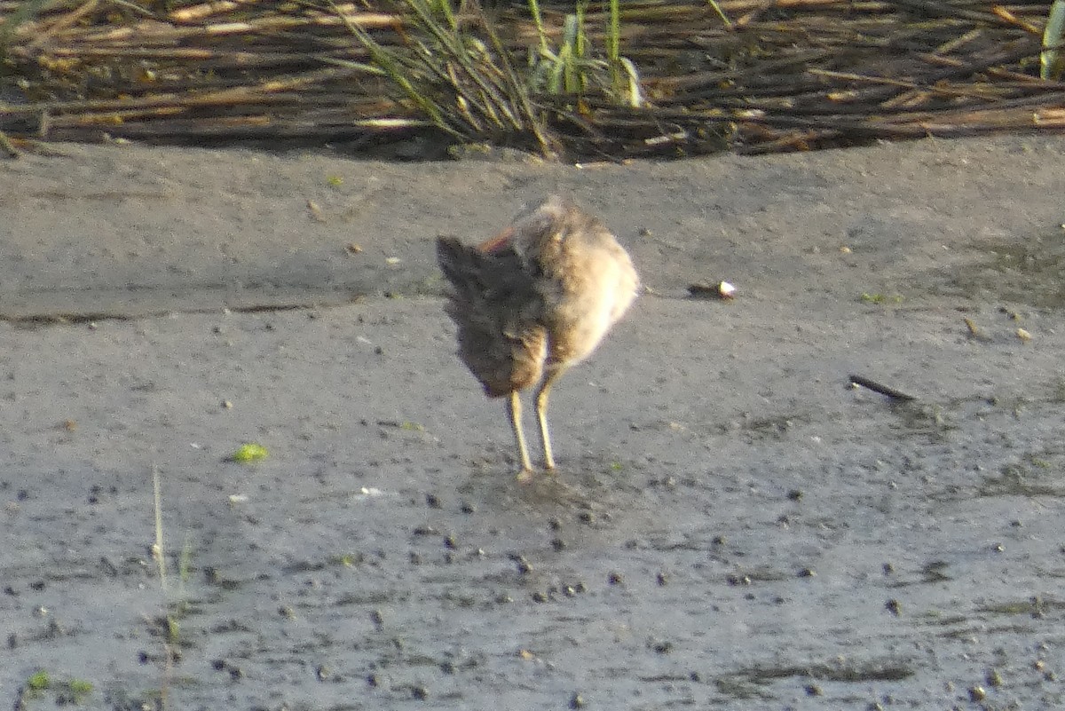 Clapper Rail - ML638538662