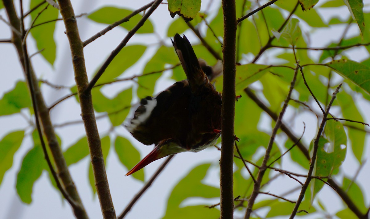 White-throated Kingfisher - ML638538665