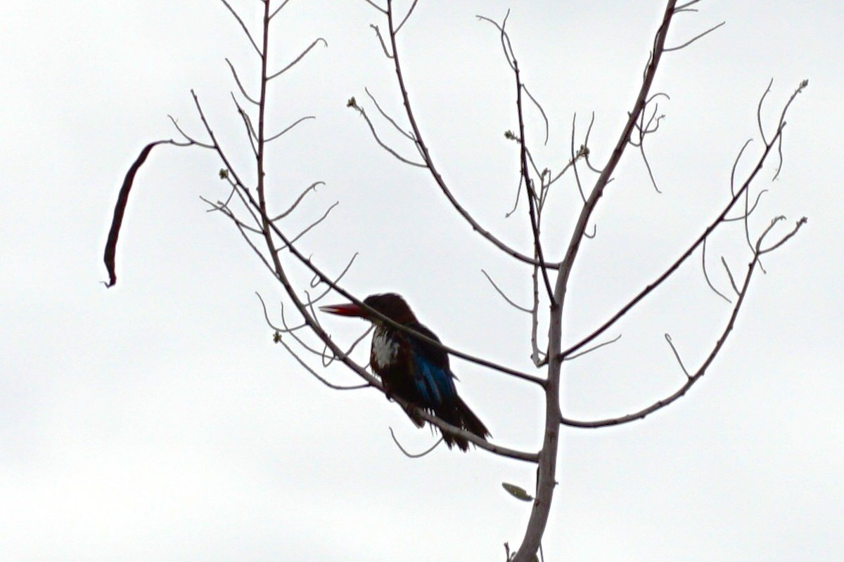 White-throated Kingfisher - ML638538670