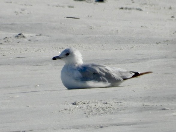 Ring-billed Gull - ML638538677